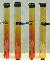 A Visual Demonstration of Raoult's Law