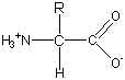 Amino Acids