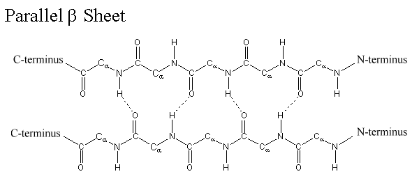 Beta Sheets