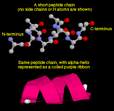 alpha helix